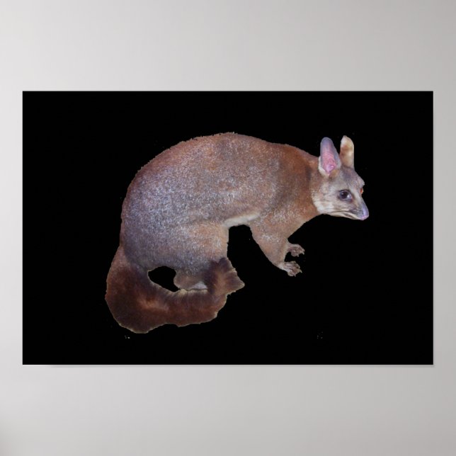 Póster Possum (Frente)
