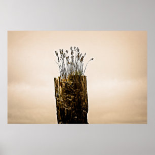 Póster Post Grass