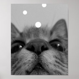 Póster Postal de cara de gato negro y blanco