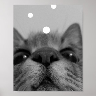 Póster Postal de cara de gato negro y blanco