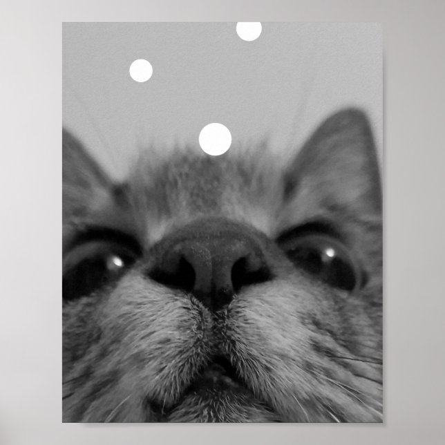 Póster Postal de cara de gato negro y blanco (Frente)