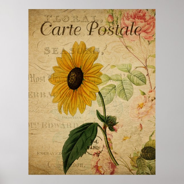 Póster Postal de girasol botánico vintage (Frente)