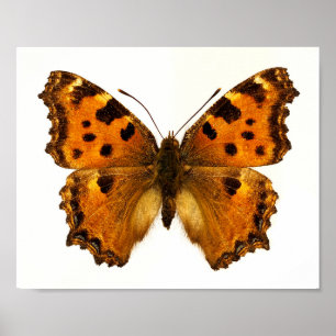 Póster Postal de mariposa de Tortoiseshel de pierna negra