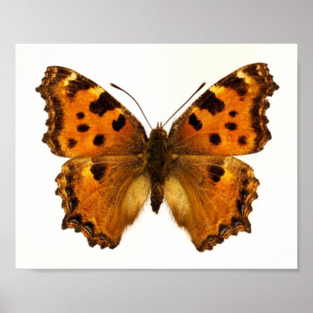 Póster Postal de mariposa de Tortoiseshel de pierna negra (Frente)