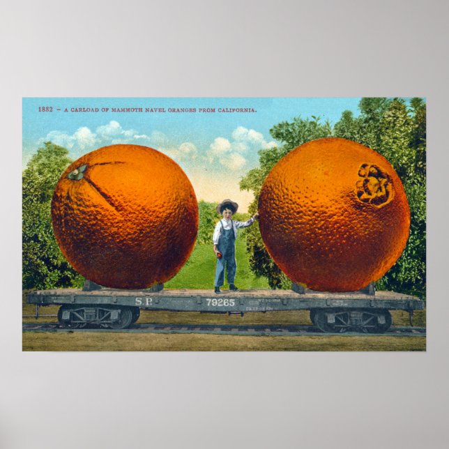 Póster Postal de Naranjas de California (Frente)