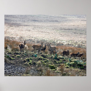 Póster Postal del Parque Red Deer Lyme