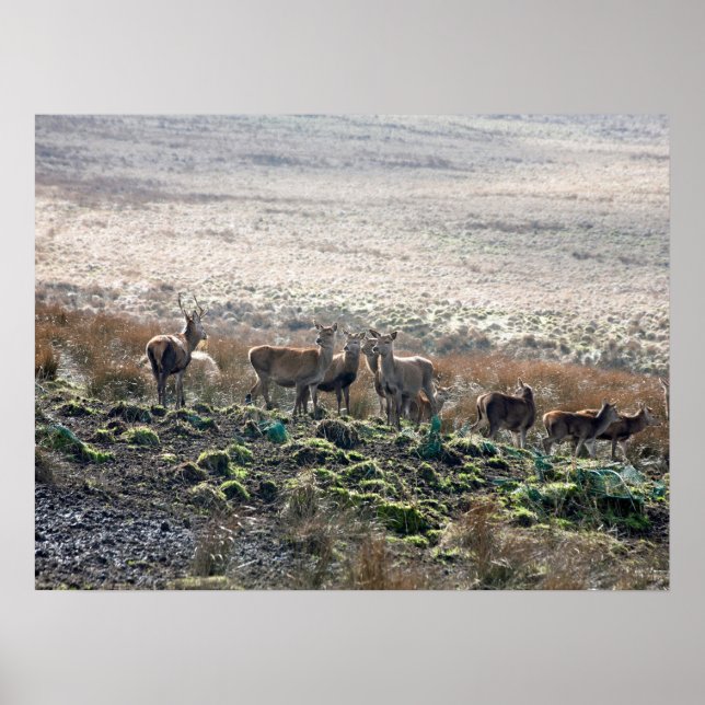 Póster Postal del Parque Red Deer Lyme (Frente)