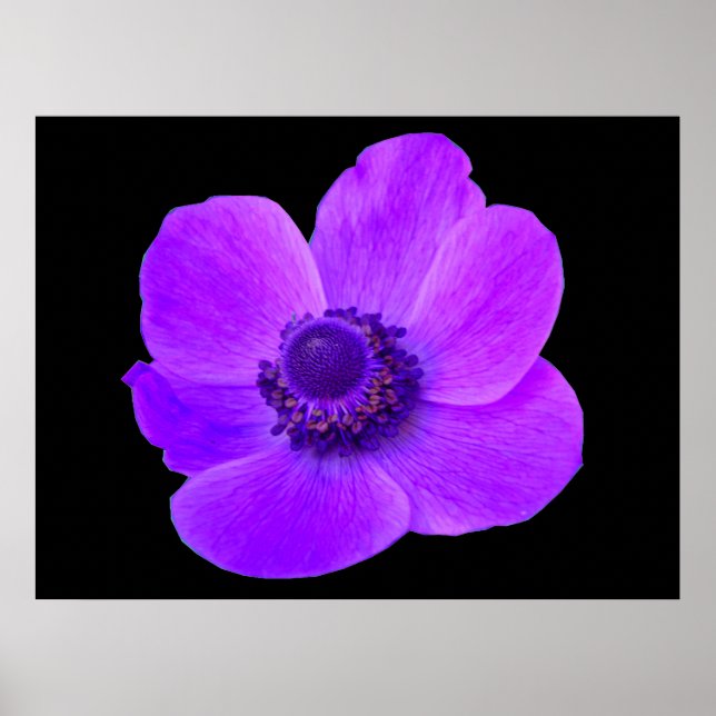 Póster Postal morado anémone (Frente)