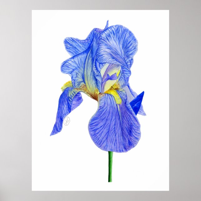 Póster Postales de flores de iris azul acuarela (Frente)