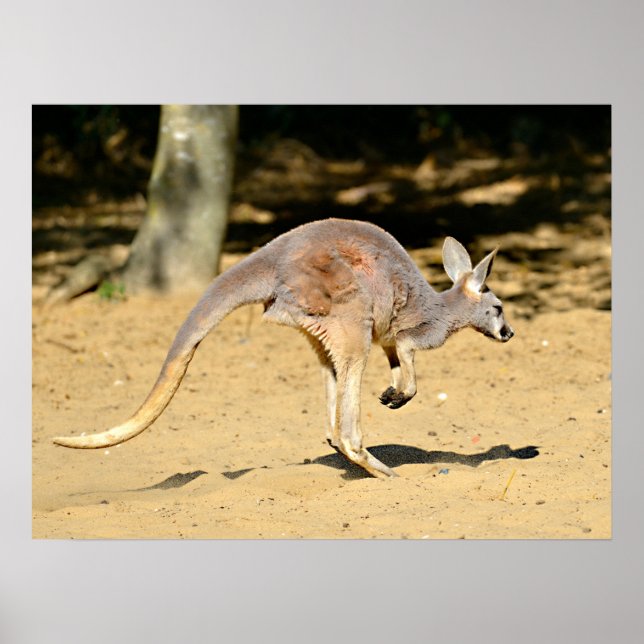 Póster Postales de vacaciones de marcha de Closeup kangou (Frente)