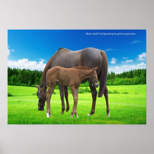 Póster Poster (Frente)