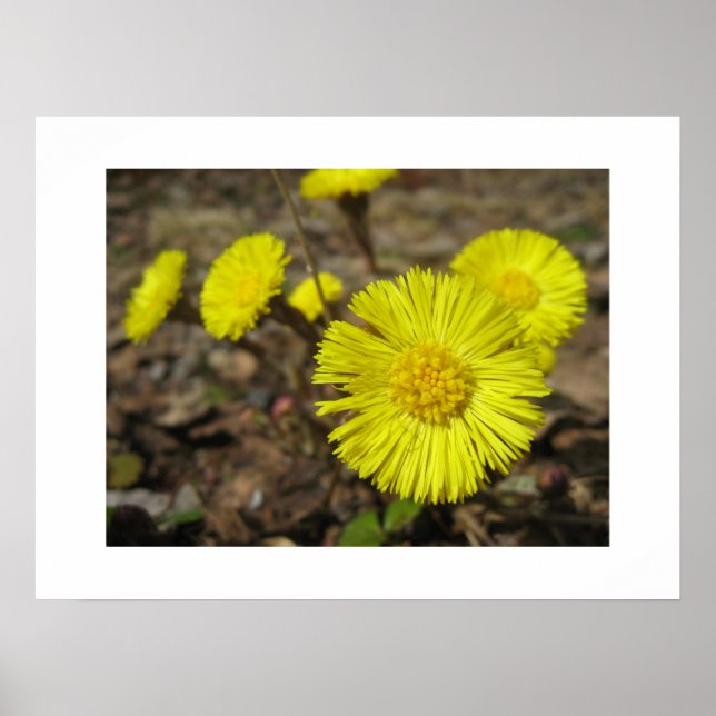 Póster Poster (Frente)