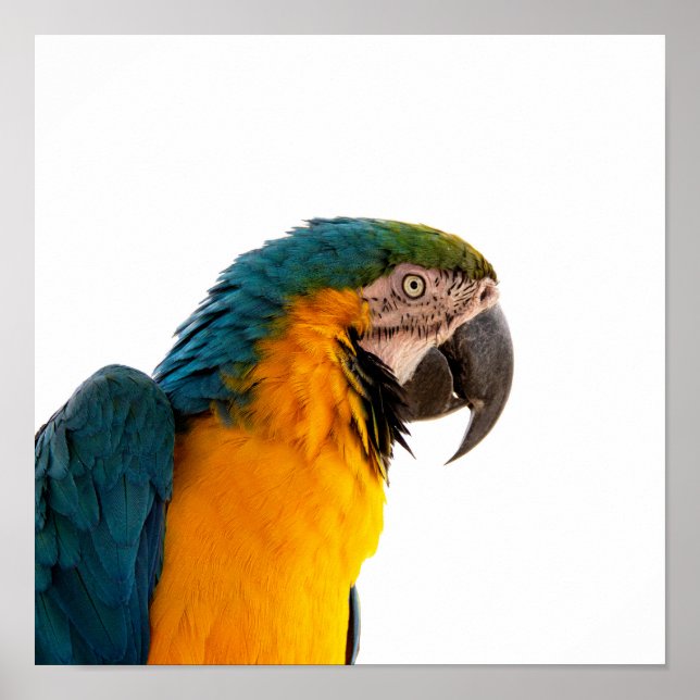 Póster Poster (Frente)