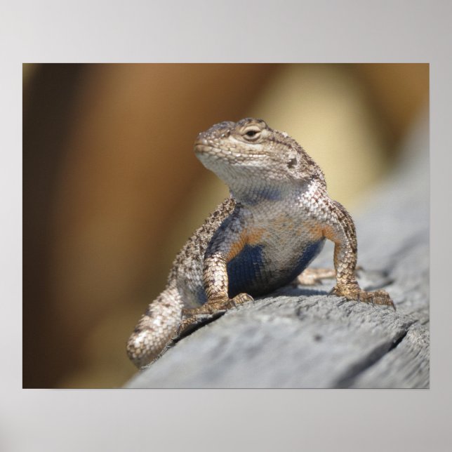 Póster poster (Frente)