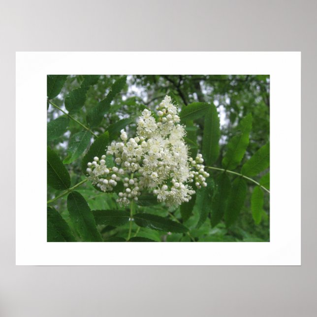 Póster Poster (Frente)