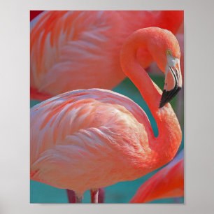 Póster Poster