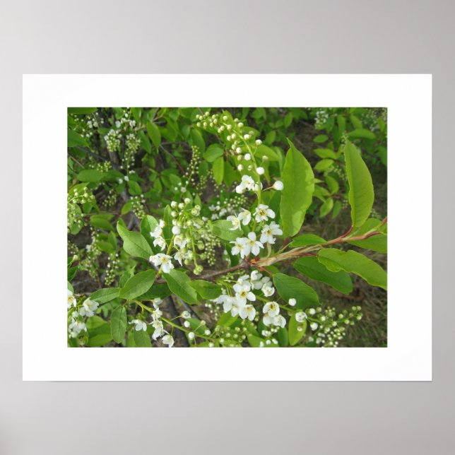 Póster Poster (Frente)