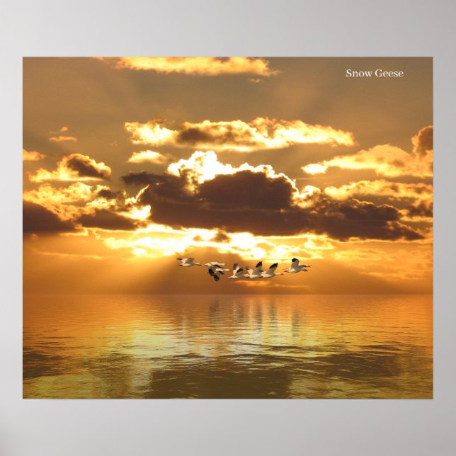 Póster Poster (Frente)