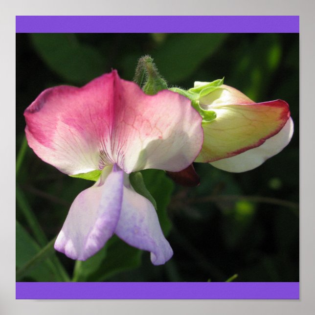 Póster Poster (Frente)