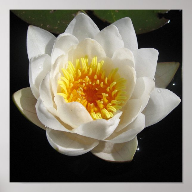 Póster Poster (Frente)