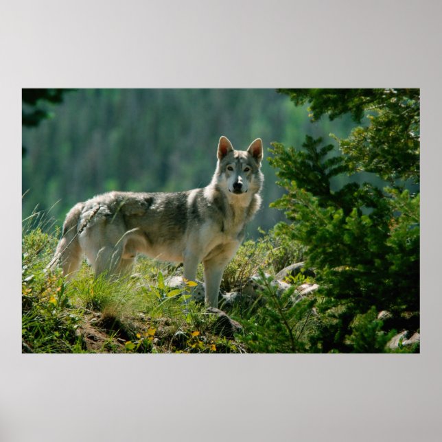 Póster Poster (Frente)