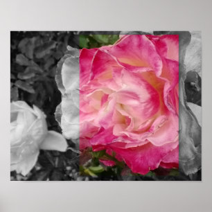 Póster POSTER 11x14, flor ROSADA
