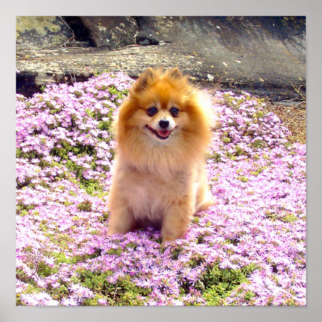 Póster Poster 12x12 Pomeranian Marley with pink flowers (Frente)