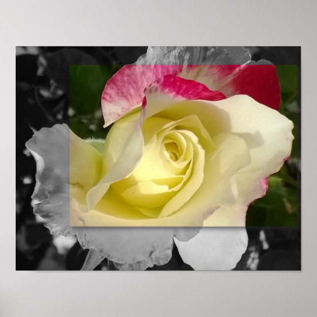 Póster POSTER 14x11, flor amarilla (Frente)