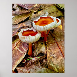 Póster Poster 18 x 24