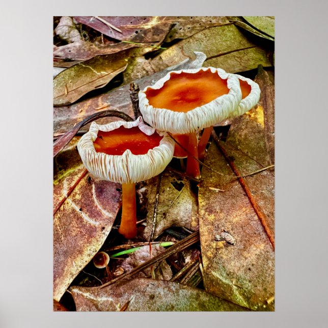 Póster Poster 18 x 24 (Frente)