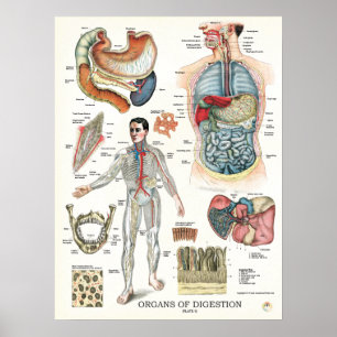 Póster Poster 18 x 24 de la anatomía del sistema