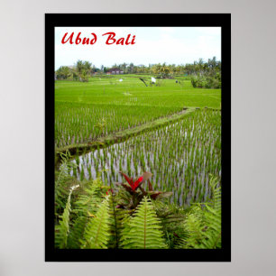 Póster Poster (18" x 24") La floración Ubud Bali