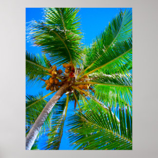 Póster Poster (18" x 24") Palm Tree Vanuatu