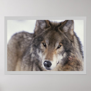 Póster Poster 18x24 del lobo gris de la fotografía de la