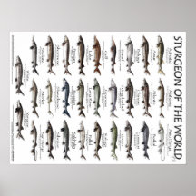 POSTER - 18X24 - FUERZA DEL MUNDO