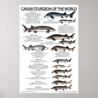 Póster POSTER - 20x30 - CAVIAR STURGEON of the WORLD