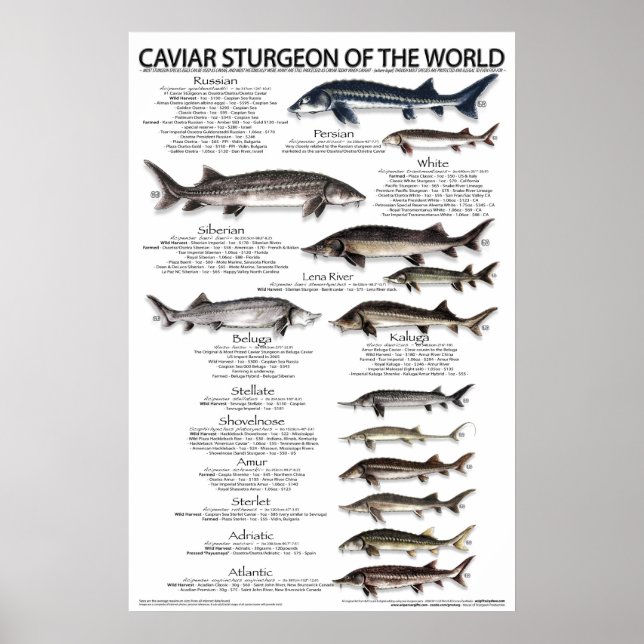 Póster POSTER - 20x30 - CAVIAR STURGEON of the WORLD (Frente)