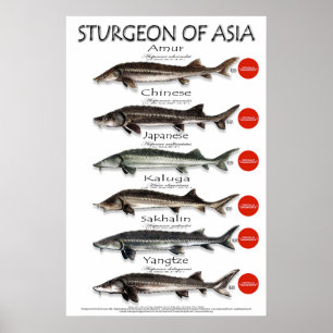 Póster POSTER - 20x30 - ESFUERZO DE ASIA
