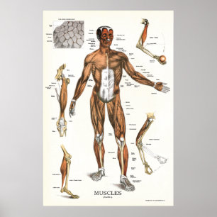 Póster Poster 24 x 36 de la anatomía del músculo