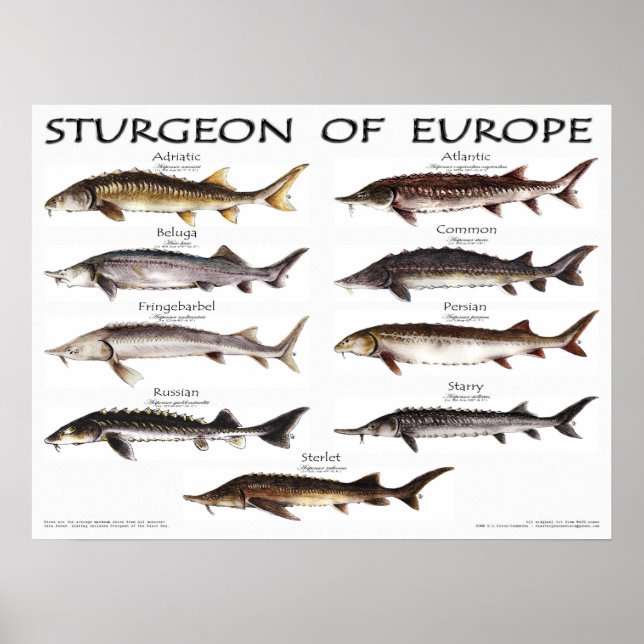 Póster POSTER - 24x18 - STURGEON of EUROPE -(original) (Frente)