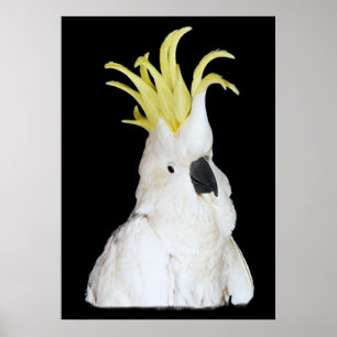 Póster Poster 24x36 del Cockatoo "