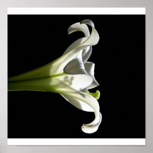 Póster Poster 2 del lirio blanco