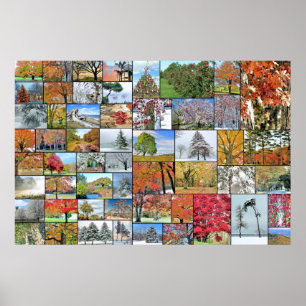 Póster Poster 36 x 24 del collage de los árboles