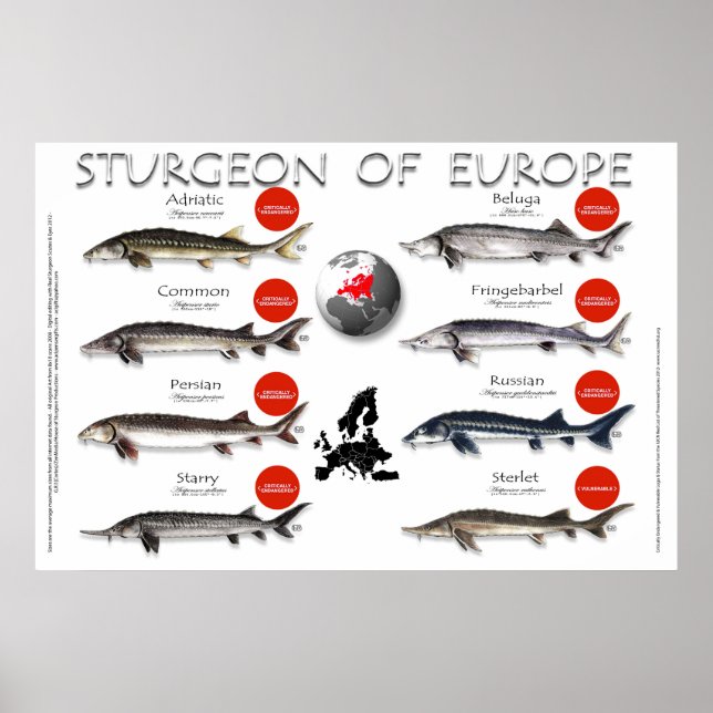 Póster POSTER - 36x24 - ENFOQUE DE EUROPA (Frente)