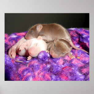 Póster Poster: 3 ratones bebé