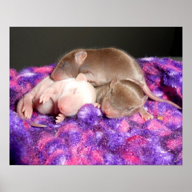 Póster Poster: 3 ratones bebé (Frente)