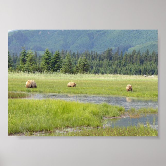 Póster poster 7x5 (Matte) con oso pardo y cachorros (Frente)