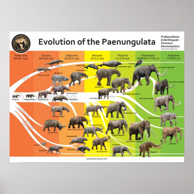 Póster Poster A2 Evolución de la Paenungulata (Frente)