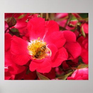 Póster Poster - Abeja de miel en Rosa