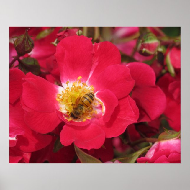 Póster Poster - Abeja de miel en Rosa (Frente)